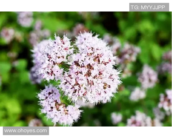 张娜独家分享：深入解析足球技巧与战术的心得体会